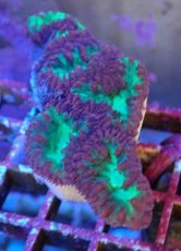 画像1: No.3 オオタバサンゴ レッド＆グリーン (1)