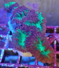 画像2: No.3 オオタバサンゴ レッド＆グリーン (2)