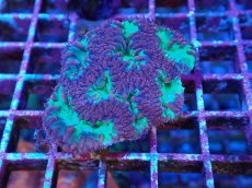 画像1: No.4 オオタバサンゴ レッド＆グリーン (1)