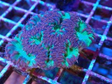 画像2: No.4 オオタバサンゴ レッド＆グリーン (2)