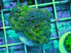 画像1: No.1 ナガレハナサンゴ ホログラム Hologram　　【人気No.1】 (1)