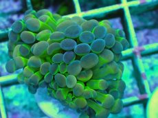 画像2: No.1 ナガレハナサンゴ ホログラム Hologram　　【人気No.1】 (2)