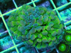 画像1: No.2 ナガレハナサンゴ ホログラム Hologram　　【人気No.1】 (1)