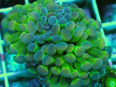 画像2: No.2 ナガレハナサンゴ ホログラム Hologram　　【人気No.1】 (2)