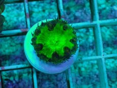 画像1: No.5 オオタバサンゴ グリーン (1)