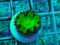 画像2: No.5 オオタバサンゴ グリーン (2)