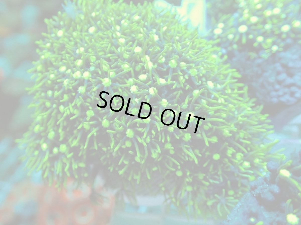 画像1: No.10 スターポリプ メタリックグリーン (1)