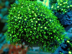 画像1: No.10 スターポリプ メタリックグリーン (1)