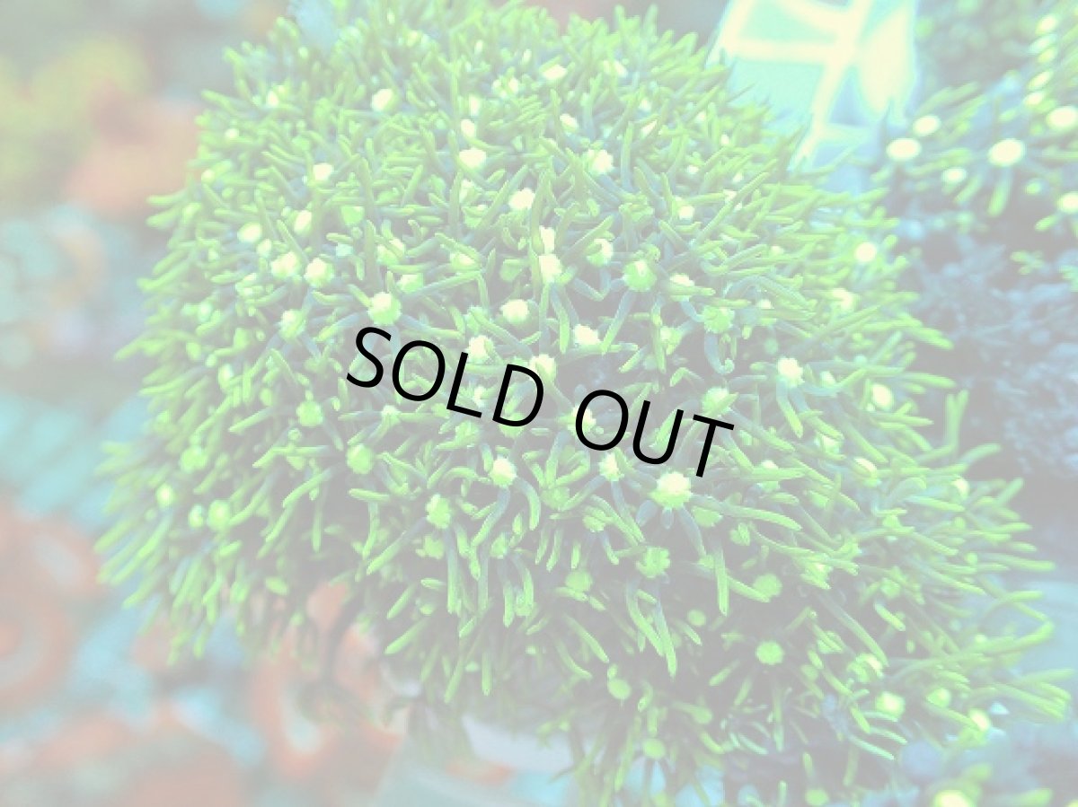 画像2: No.10 スターポリプ メタリックグリーン (2)