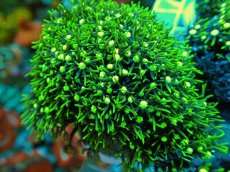 画像2: No.10 スターポリプ メタリックグリーン (2)