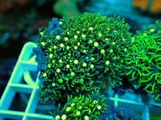 画像1: No.11 スターポリプ メタリックグリーン (1)