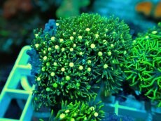 画像2: No.11 スターポリプ メタリックグリーン (2)