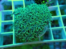 画像1: No.12 スターポリプ メタリックグリーン (1)