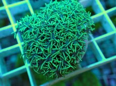 画像2: No.12 スターポリプ メタリックグリーン (2)