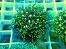 画像1: No.13 スターポリプ メタリックグリーン (1)