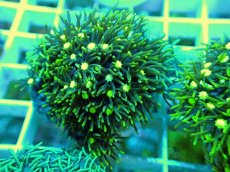 画像2: No.13 スターポリプ メタリックグリーン (2)