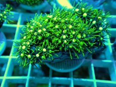 画像1: No.14 スターポリプ メタリックグリーン (1)