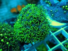 画像1: No.15 スターポリプ メタリックグリーン (1)