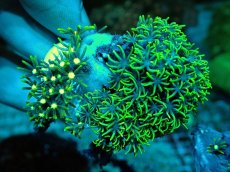 画像2: No.15 スターポリプ メタリックグリーン (2)