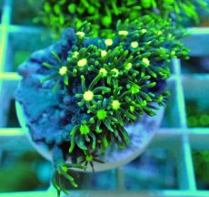 画像1: No.16 スターポリプ メタリックグリーン (1)