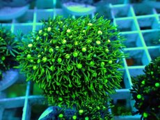 画像1: No.17 スターポリプ メタリックグリーン (1)