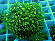 画像2: No.17 スターポリプ メタリックグリーン (2)