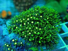 画像1: No.18 スターポリプ メタリックグリーン (1)