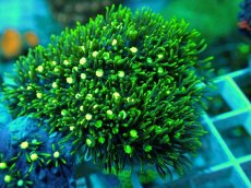 画像2: No.18 スターポリプ メタリックグリーン (2)