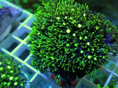 画像1: No.19 スターポリプ メタリックグリーン (1)