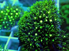 画像2: No.19 スターポリプ メタリックグリーン (2)