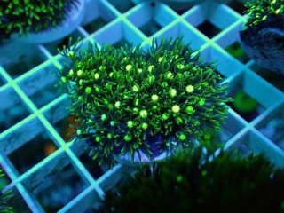 ライブロック ミックスザイズ を買うならアクアスタイルユー 海水魚