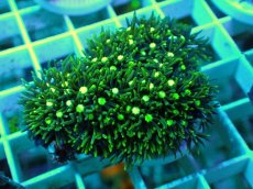 画像1: No.21 スターポリプ メタリックグリーン (1)