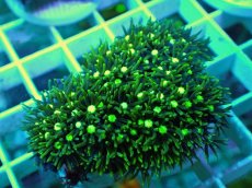 画像2: No.21 スターポリプ メタリックグリーン (2)