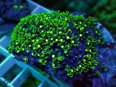 画像1: No.22 スターポリプ メタリックグリーン (1)