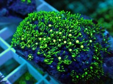 画像2: No.22 スターポリプ メタリックグリーン (2)