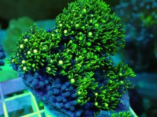 画像1: No.23 スターポリプ メタリックグリーン (1)