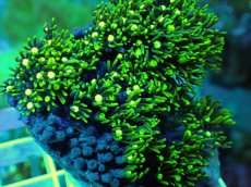 画像2: No.23 スターポリプ メタリックグリーン (2)