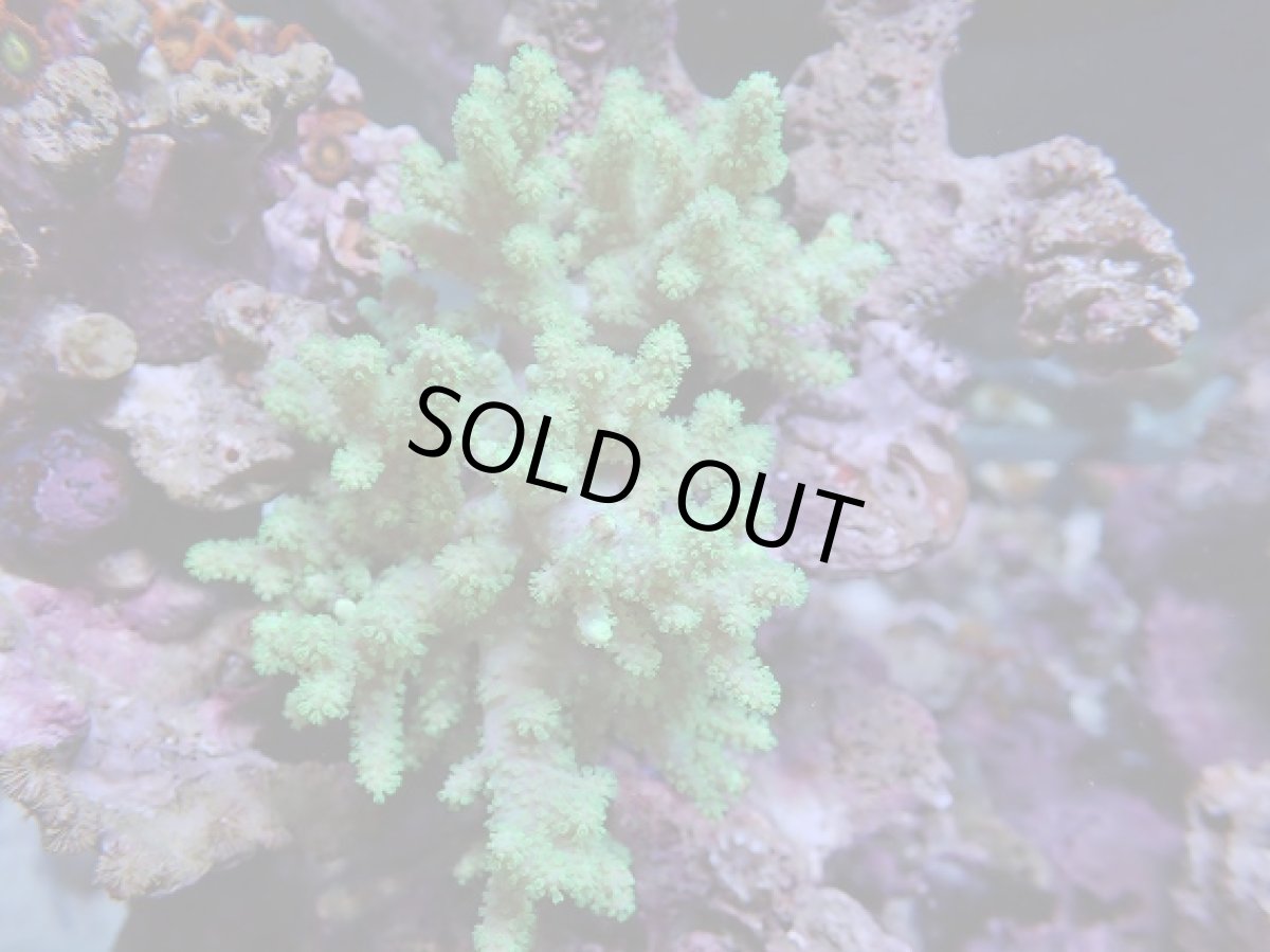 画像1: No.3 沖縄産 ナグラカタトサカ (1)