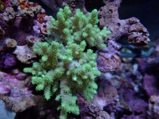 画像1: No.3 沖縄産 ナグラカタトサカ (1)