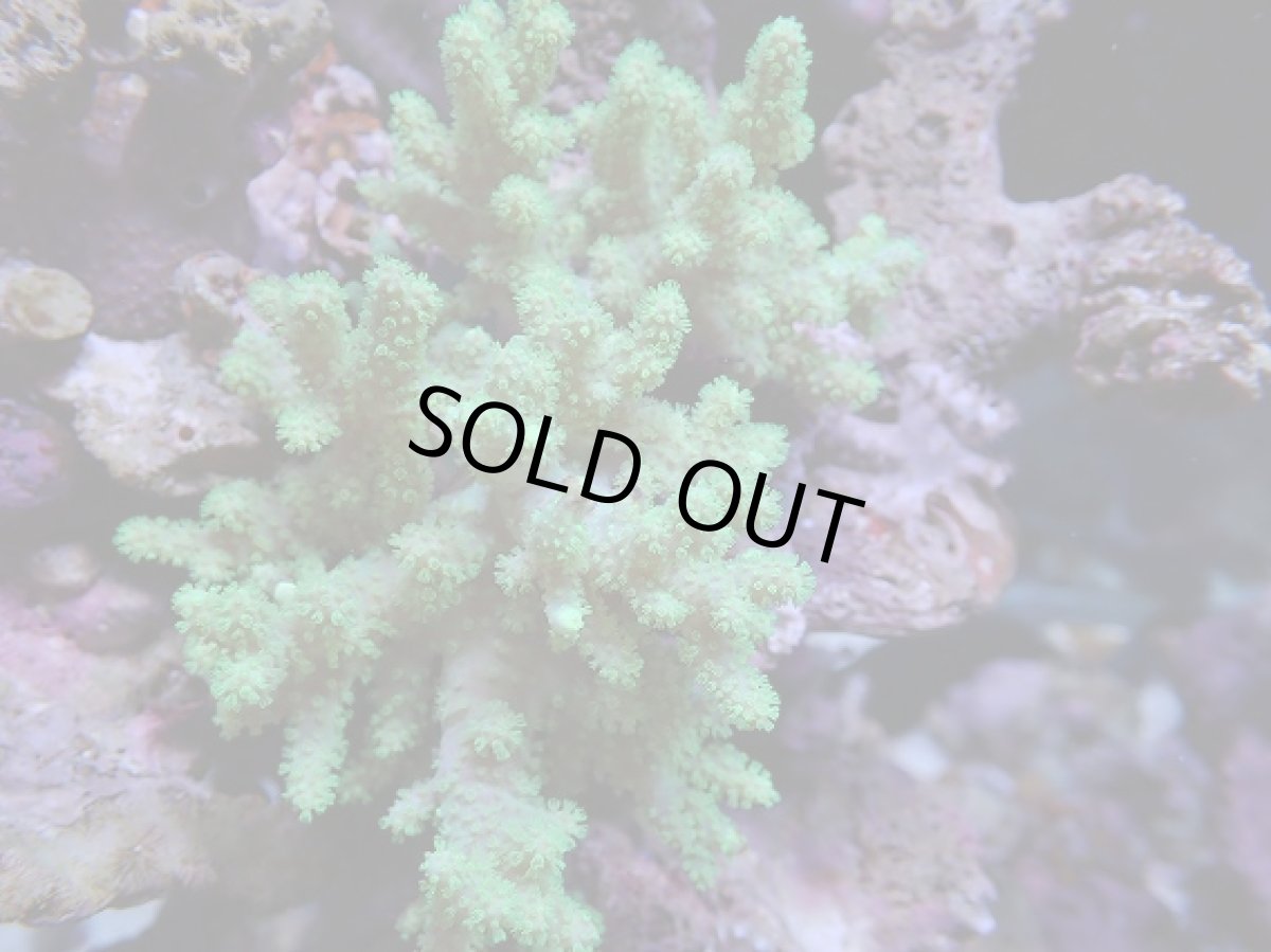 画像2: No.3 沖縄産 ナグラカタトサカ (2)