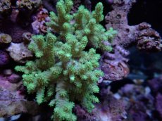 画像2: No.3 沖縄産 ナグラカタトサカ (2)