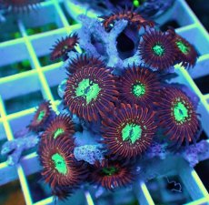 画像1: No.1 Magician zoa (1)