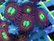 画像2: No.1 Magician zoa (2)