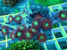 画像1: No.2 Magician zoa (1)