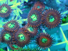 画像2: No.2 Magician zoa (2)