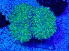 画像1: No.1 タコアシサンゴ　ツートン (1)