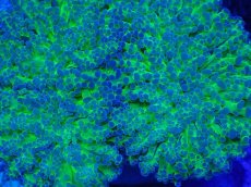 画像2: No.1 タコアシサンゴ　ツートン (2)