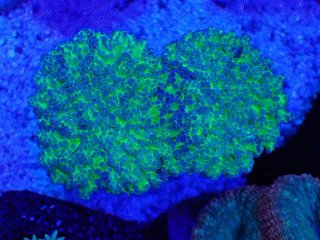 ライブロック ミックスザイズ を買うならアクアスタイルユー 海水魚