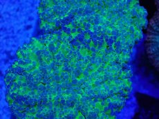 画像2: No.2 タコアシサンゴ　ツートン (2)