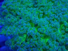 画像2: No.3 タコアシサンゴ　ツートン (2)